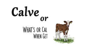 Calve or Calf